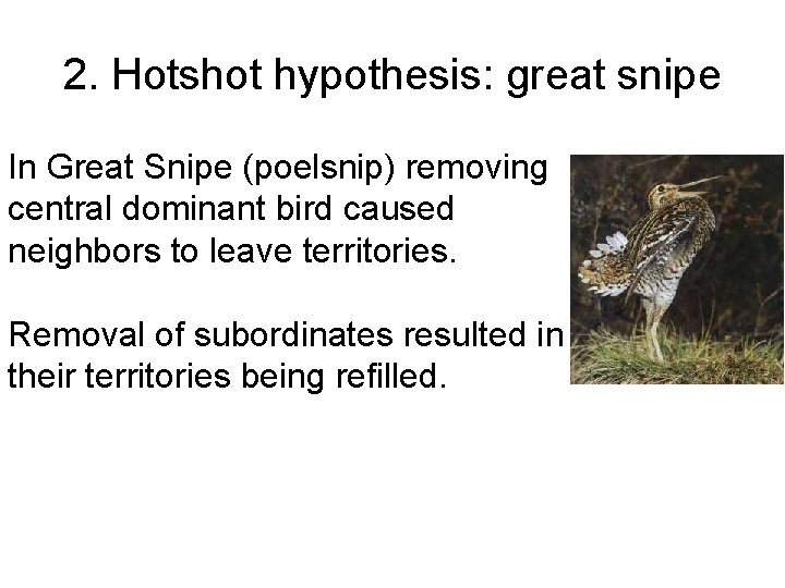 2. Hotshot hypothesis: great snipe In Great Snipe (poelsnip) removing central dominant bird caused