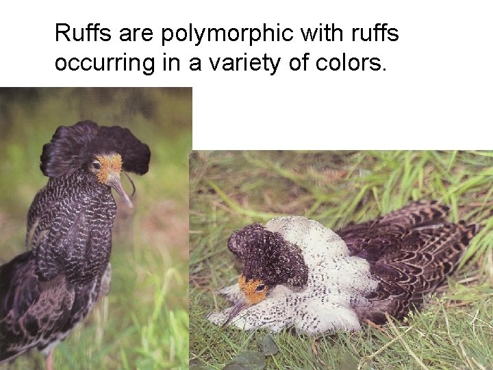 Ruffs are polymorphic with ruffs occurring in a variety of colors. 
