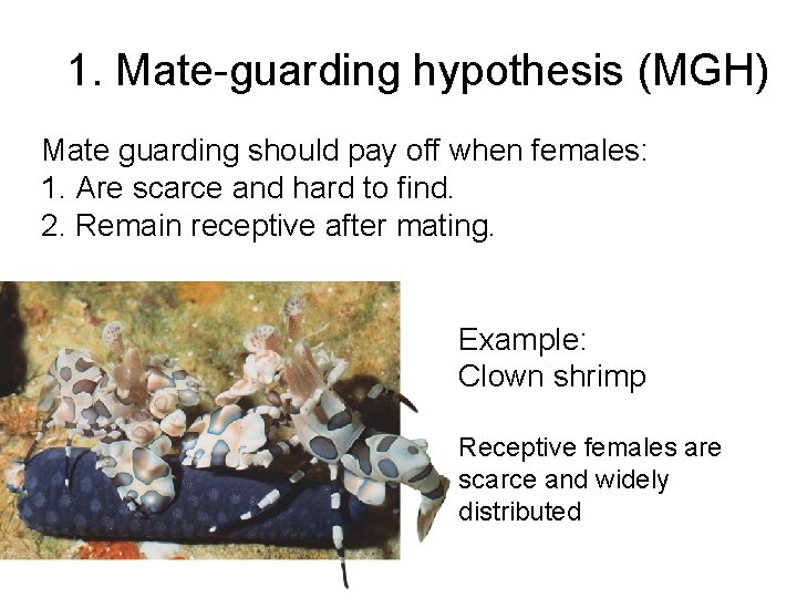1. Mate-guarding hypothesis (MGH) Mate guarding should pay off when females: 1. Are scarce