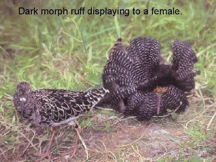 Dark morph ruff displaying to a female. 