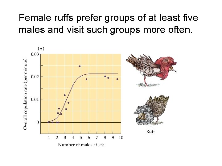 Female ruffs prefer groups of at least five males and visit such groups more