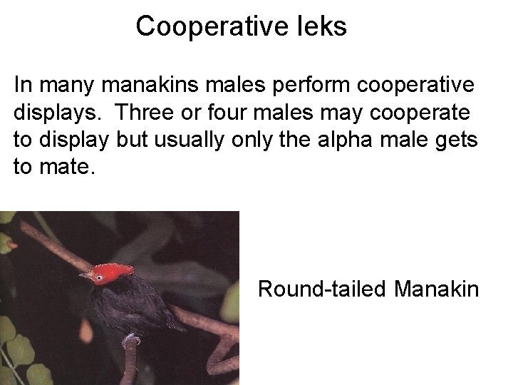 Cooperative leks displays. In many manakins males perform cooperative displays. Three or four males