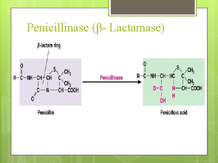 Penicillinase (β- Lactamase) 