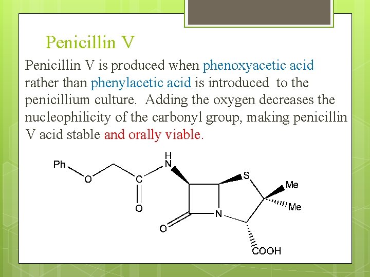 Penicillin V is produced when phenoxyacetic acid rather than phenylacetic acid is introduced to