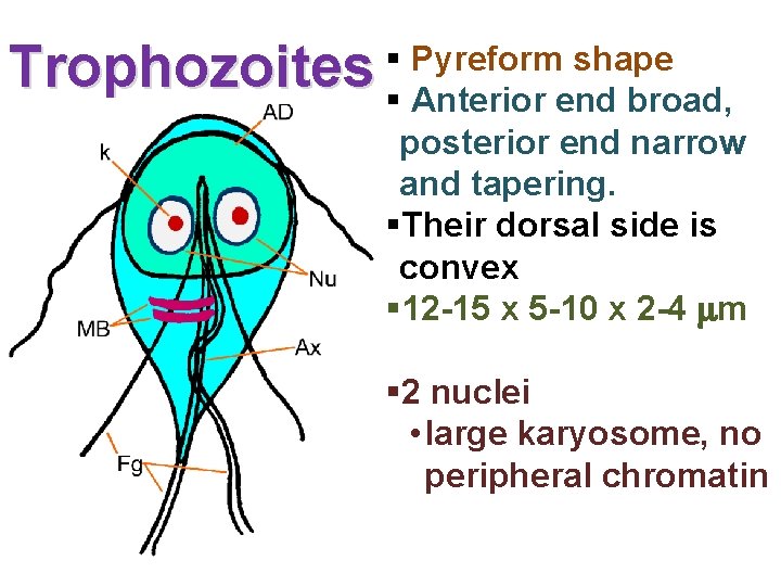 Trophozoites § Pyreform shape § Anterior end broad, posterior end narrow and tapering. §Their