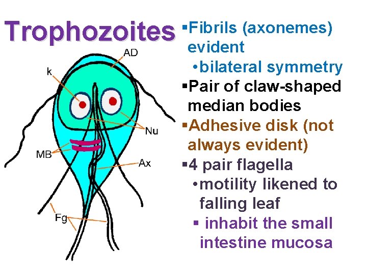 Trophozoites §Fibrils (axonemes) evident • bilateral symmetry §Pair of claw-shaped median bodies §Adhesive disk