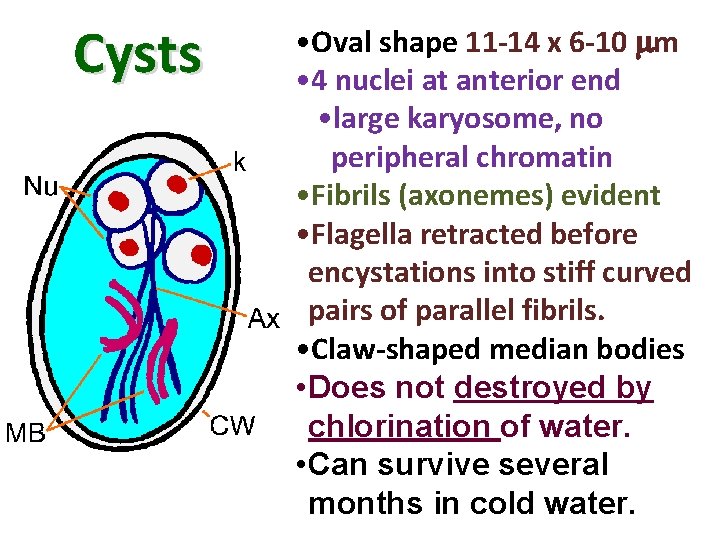 Cysts • Oval shape 11 -14 x 6 -10 m • 4 nuclei at