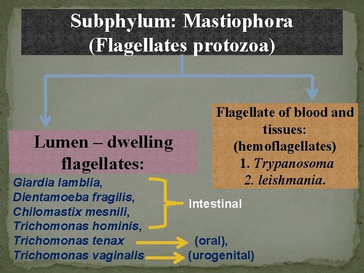 Subphylum: Mastiophora (Flagellates protozoa) Lumen – dwelling flagellates: Giardia lamblia, Dientamoeba fragilis, Chilomastix mesnili,