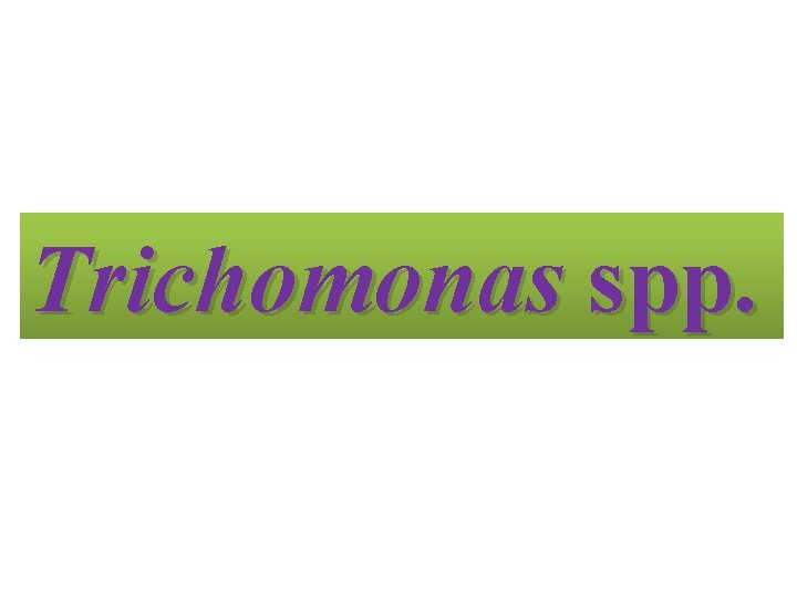 Trichomonas spp. 