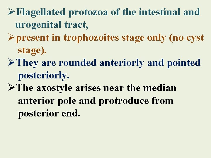 ØFlagellated protozoa of the intestinal and urogenital tract, Øpresent in trophozoites stage only (no