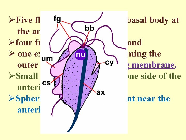 ØFive flagella emerge from a basal body at the anterior pole, Øfour freely extend