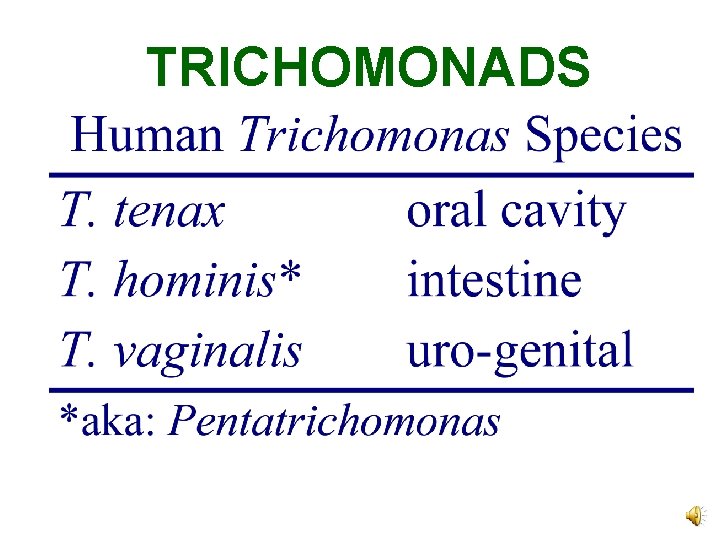 TRICHOMONADS 