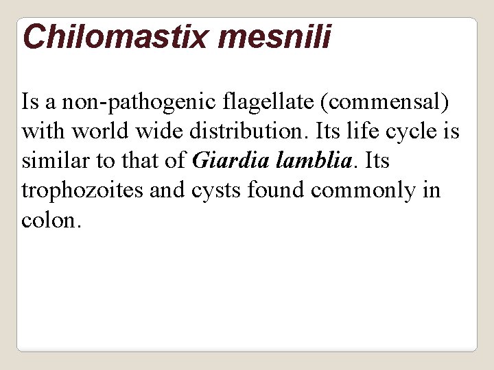 Chilomastix mesnili Is a non-pathogenic flagellate (commensal) with world wide distribution. Its life cycle