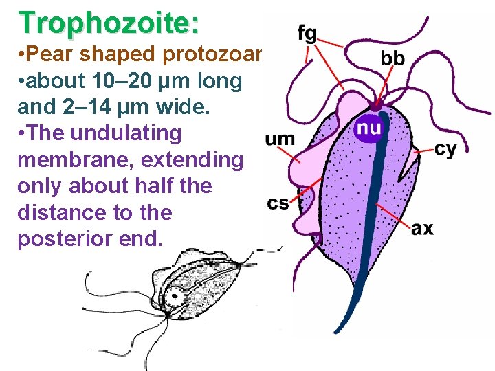 Trophozoite: • Pear shaped protozoan • about 10– 20 µm long and 2– 14