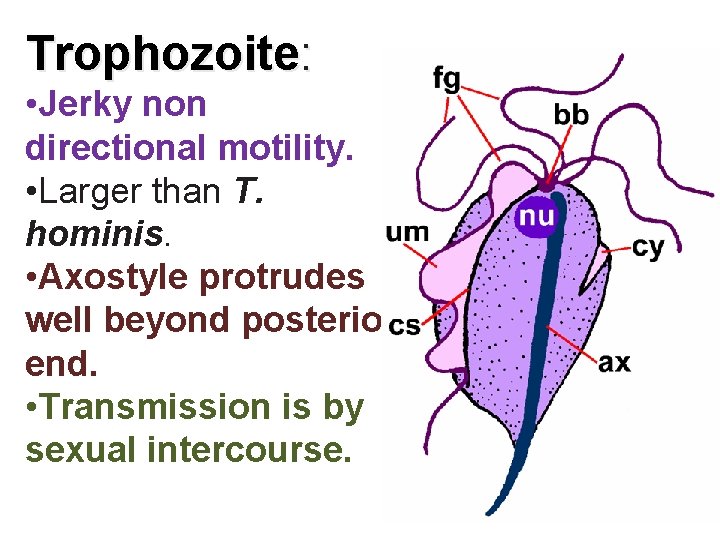 Trophozoite: • Jerky non directional motility. • Larger than T. hominis. • Axostyle protrudes