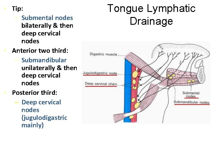  • Tip: – Submental nodes bilaterally & then deep cervical nodes • Anterior