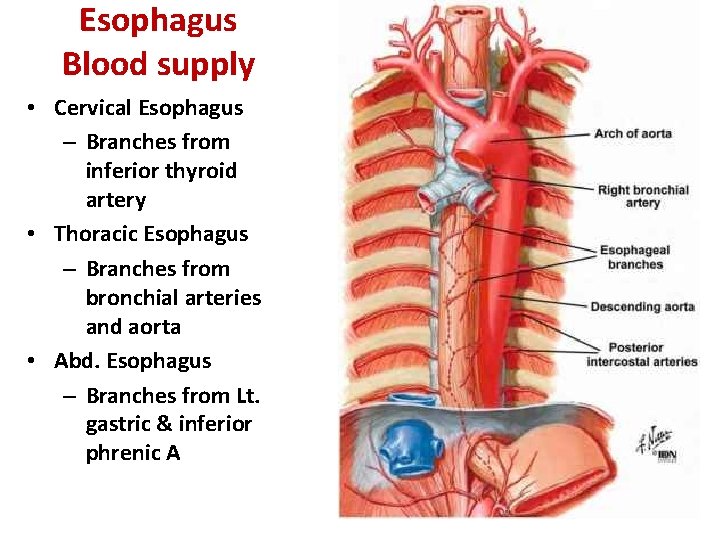 Esophagus Blood supply • Cervical Esophagus – Branches from inferior thyroid artery • Thoracic
