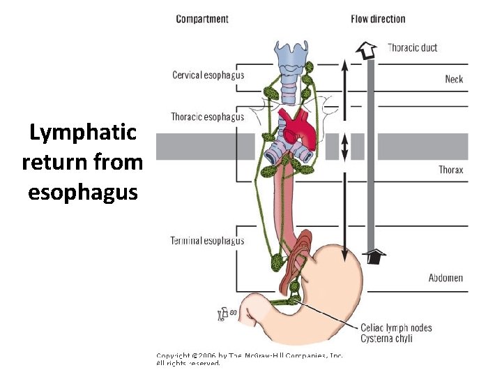 Lymphatic return from esophagus 