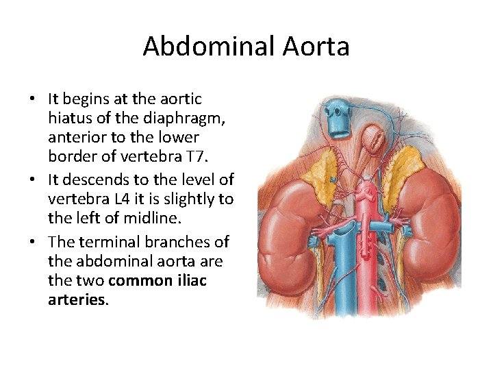 Abdominal Aorta • It begins at the aortic hiatus of the diaphragm, anterior to