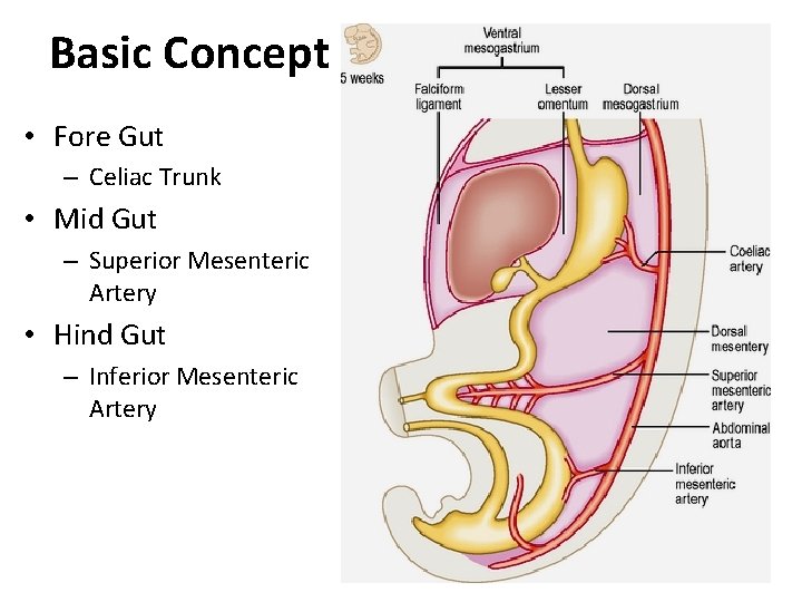 Basic Concept • Fore Gut – Celiac Trunk • Mid Gut – Superior Mesenteric