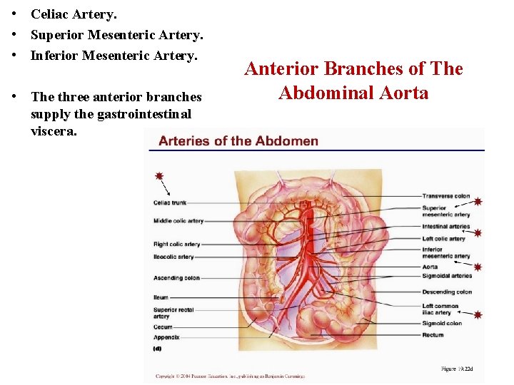  • Celiac Artery. • Superior Mesenteric Artery. • Inferior Mesenteric Artery. • The