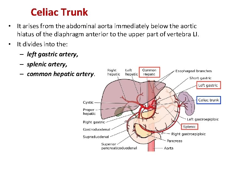 Celiac Trunk • It arises from the abdominal aorta immediately below the aortic hiatus