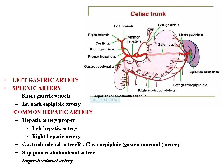  • • • LEFT GASTRIC ARTERY SPLENIC ARTERY – Short gastric vessels –