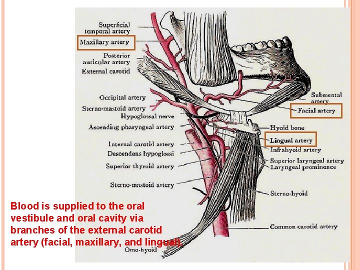 Blood is supplied to the oral vestibule and oral cavity via branches of the