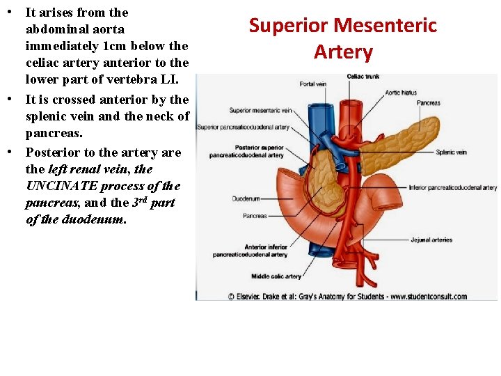  • It arises from the abdominal aorta immediately 1 cm below the celiac