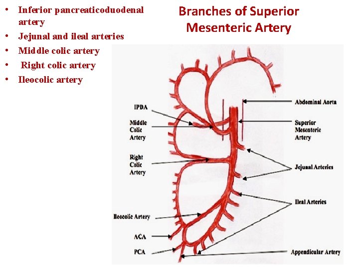  • Inferior pancreaticoduodenal artery • Jejunal and ileal arteries • Middle colic artery