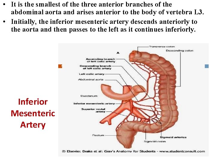  • It is the smallest of the three anterior branches of the abdominal