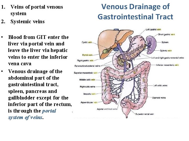 1. Veins of portal venous system 2. Systemic veins • Blood from GIT enter