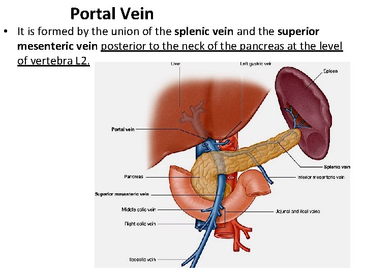 Portal Vein • It is formed by the union of the splenic vein and