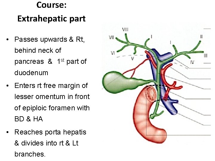 Course: Extrahepatic part • Passes upwards & Rt, behind neck of pancreas & 1