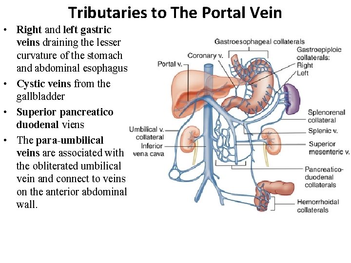 Tributaries to The Portal Vein • Right and left gastric veins draining the lesser