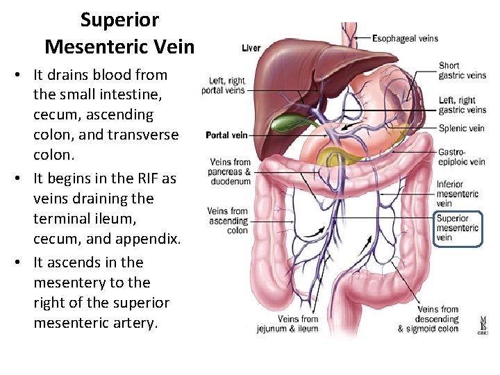 Superior Mesenteric Vein • It drains blood from the small intestine, cecum, ascending colon,
