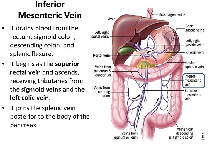 Inferior Mesenteric Vein • It drains blood from the rectum, sigmoid colon, descending colon,