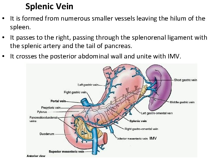 Splenic Vein • It is formed from numerous smaller vessels leaving the hilum of