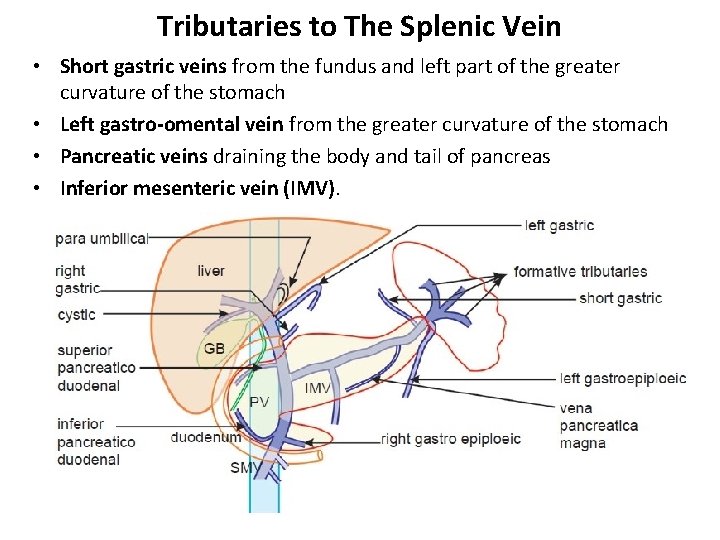 Tributaries to The Splenic Vein • Short gastric veins from the fundus and left