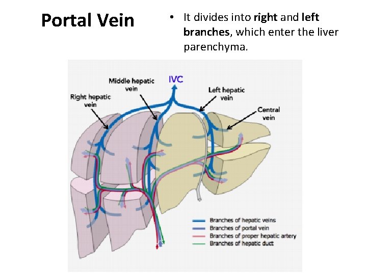 Portal Vein • It divides into right and left branches, which enter the liver