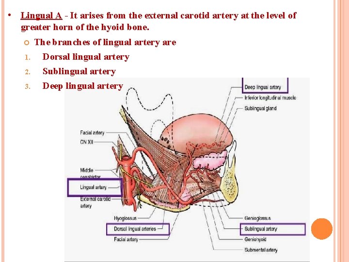  • Lingual A - It arises from the external carotid artery at the