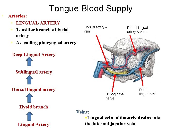 Tongue Blood Supply • Arteries: § LINGUAL ARTERY § Tonsillar branch of facial artery