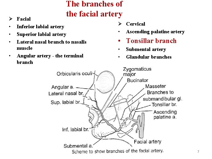 Ø • • The branches of the facial artery Facial Inferior labial artery Superior