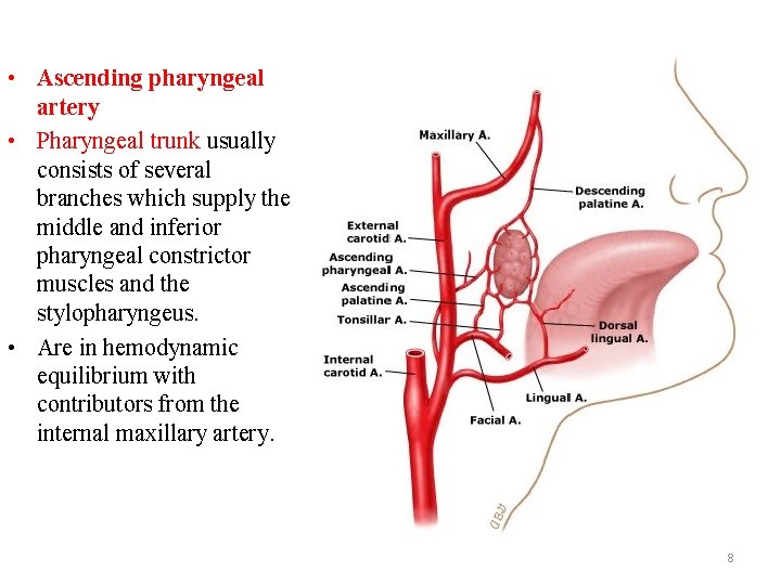  • Ascending pharyngeal artery • Pharyngeal trunk usually consists of several branches which