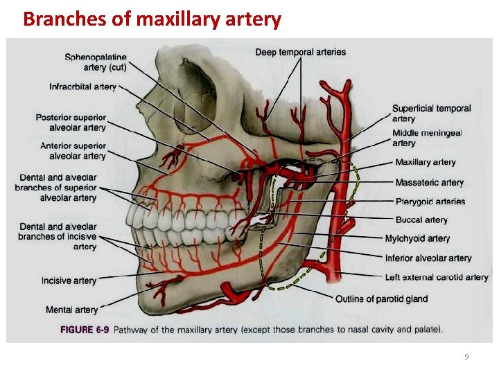 Branches of maxillary artery 9 