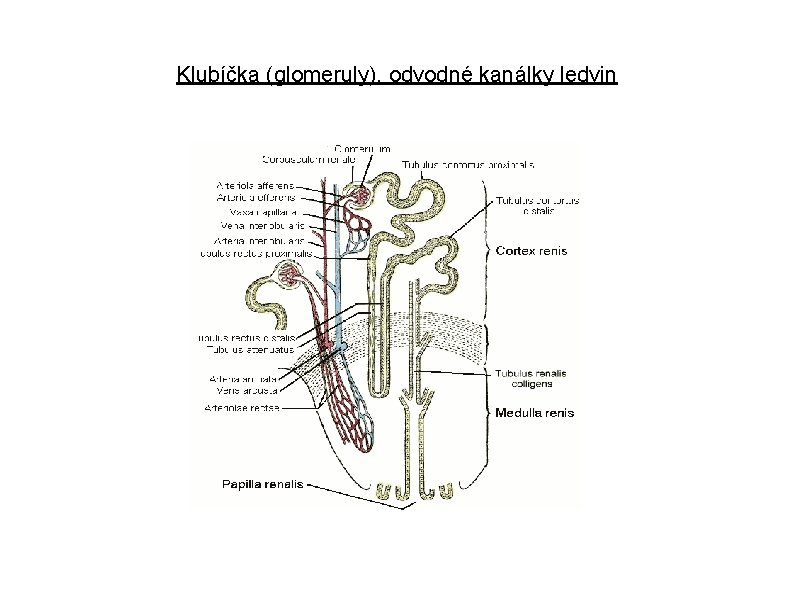 Klubíčka (glomeruly), odvodné kanálky ledvin 