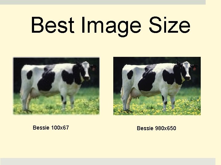 Best Image Size Bessie 100 x 67 Bessie 980 x 650 