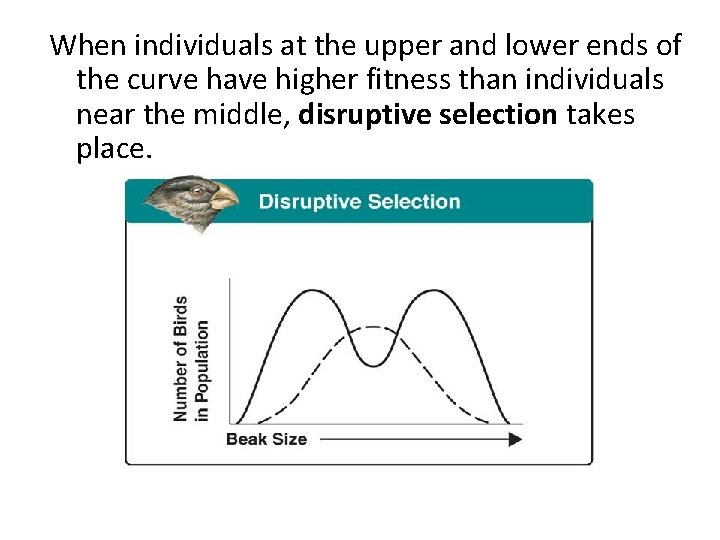 When individuals at the upper and lower ends of the curve have higher fitness