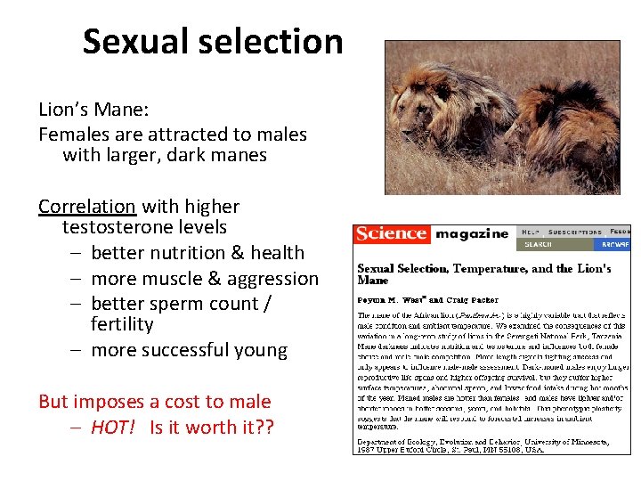 Sexual selection Lion’s Mane: Females are attracted to males with larger, dark manes Correlation