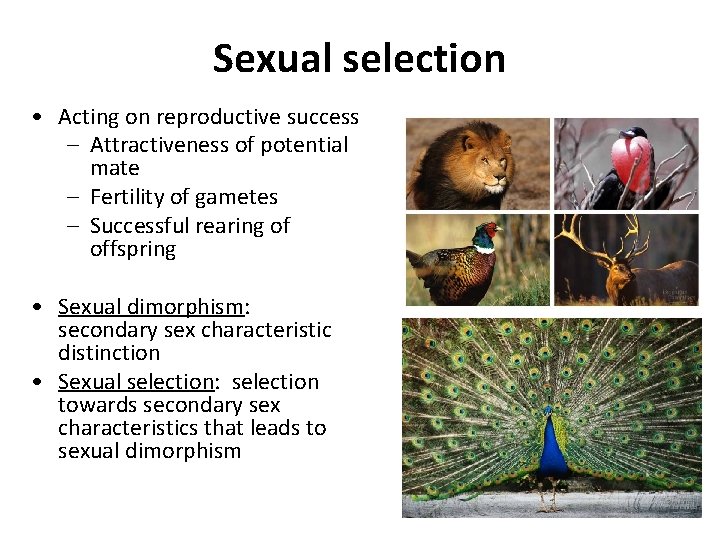 Sexual selection • Acting on reproductive success – Attractiveness of potential mate – Fertility